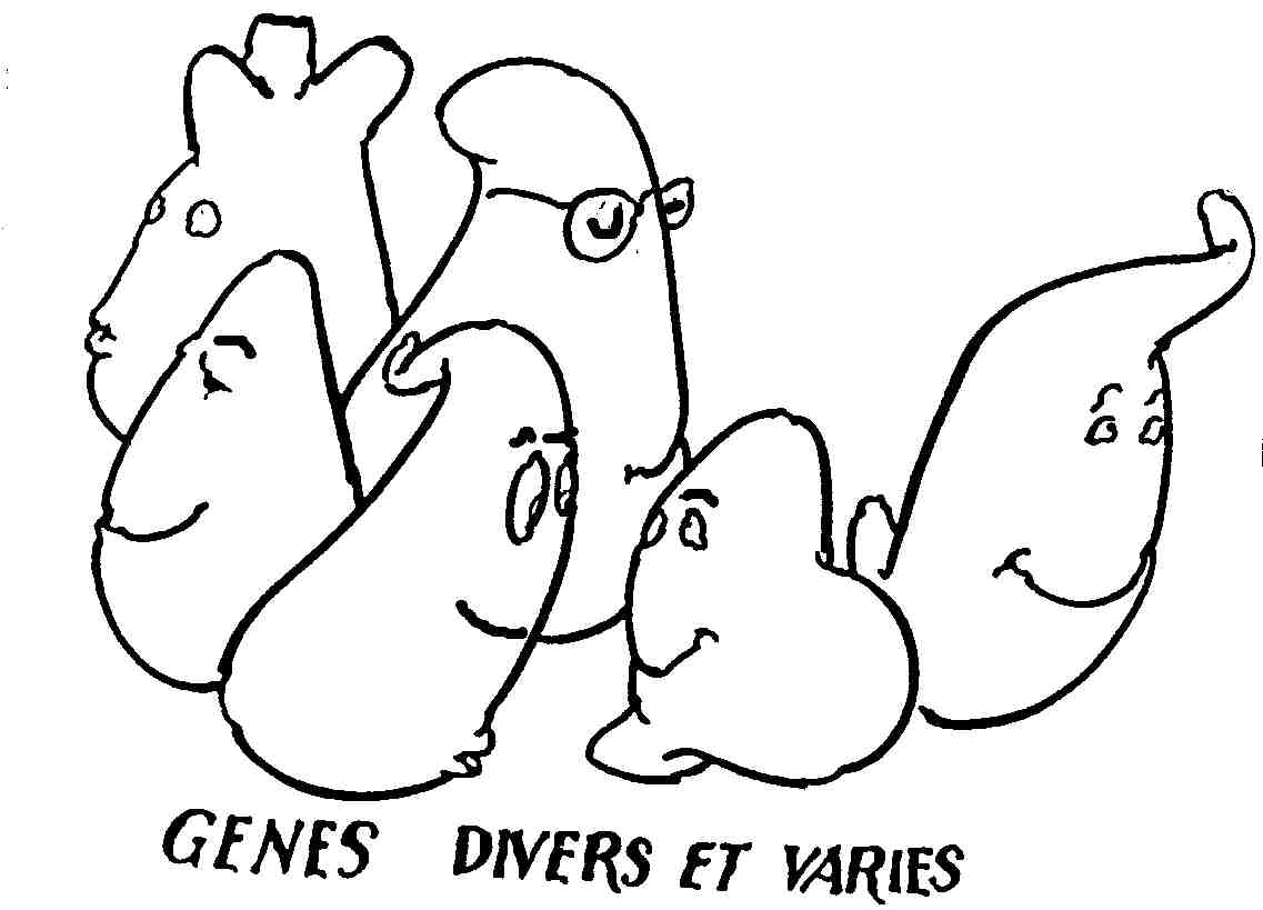 GENE4.jpg (46067 octets)
